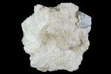 Aquamarine Crystal in Albite Crystal Matrix - Pakistan #111357-1